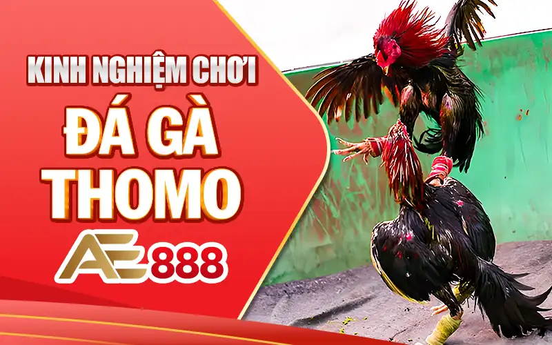Kinh nghiệm chơi đá gà trực tiếp Thomo AE888